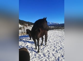 Pony tedesco, Giumenta, 7 Anni, 149 cm, Morello
