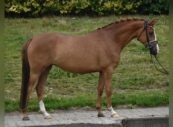 Pony tedesco, Giumenta, 7 Anni, 150 cm, Sauro