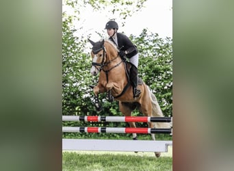Pony tedesco, Giumenta, 7 Anni, 151 cm, Falbo