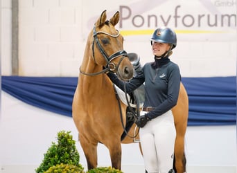 Pony tedesco, Giumenta, 7 Anni, 151 cm, Falbo