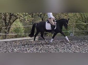 Pony tedesco, Giumenta, 7 Anni, 153 cm, Morello