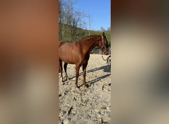 Pony tedesco, Giumenta, 7 Anni, 153 cm, Sauro