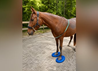 Pony tedesco, Giumenta, 7 Anni, 153 cm, Sauro