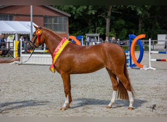 Pony tedesco, Giumenta, 7 Anni, Sauro