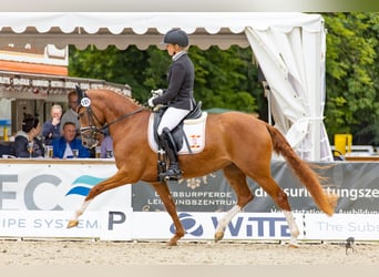 Pony tedesco, Giumenta, 7 Anni, Sauro