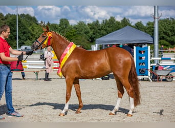 Pony tedesco, Giumenta, 7 Anni, Sauro