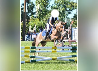 Pony tedesco, Giumenta, 8 Anni, 130 cm, Sauro
