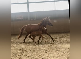 Pony tedesco, Giumenta, 8 Anni, 141 cm, Sauro scuro