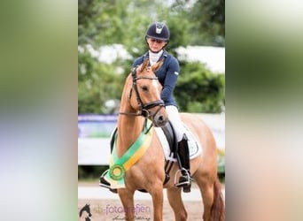 Pony tedesco, Giumenta, 8 Anni, 141 cm, Sauro scuro