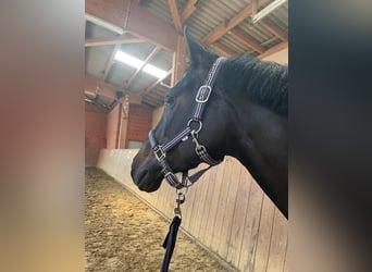 Pony tedesco, Giumenta, 8 Anni, 144 cm, Baio scuro