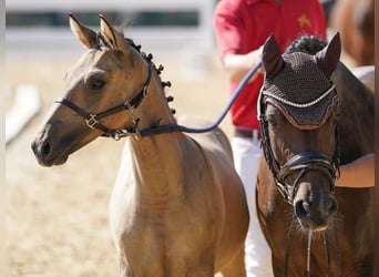 Pony tedesco, Giumenta, 8 Anni, 145 cm, Baio