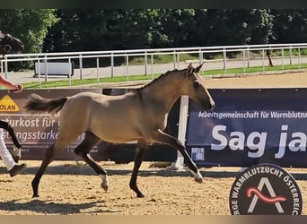 Pony tedesco, Giumenta, 8 Anni, 145 cm, Baio