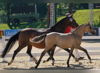 Pony tedesco, Giumenta, 8 Anni, 145 cm, Baio