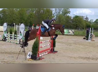 Pony tedesco, Giumenta, 8 Anni, 145 cm, Baio