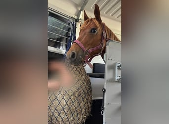 Pony tedesco, Giumenta, 8 Anni, 145 cm