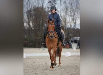 Pony tedesco, Giumenta, 8 Anni, 145 cm, Red dun