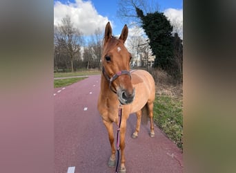 Pony tedesco, Giumenta, 8 Anni, 145 cm, Red dun