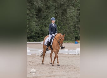 Pony tedesco, Giumenta, 8 Anni, 145 cm, Red dun