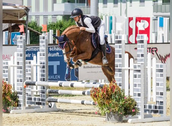 Pony tedesco, Giumenta, 8 Anni, 145 cm, Sauro