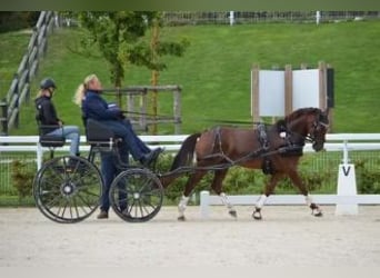 Pony tedesco, Giumenta, 8 Anni, 145 cm, Sauro scuro