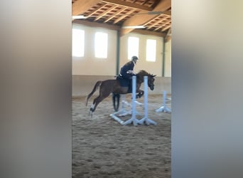 Pony tedesco, Giumenta, 8 Anni, 145 cm, Sauro scuro