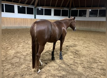 Pony tedesco, Giumenta, 8 Anni, 145 cm, Sauro scuro