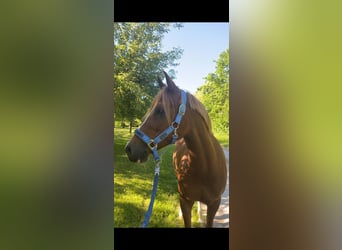 Pony tedesco, Giumenta, 8 Anni, 145 cm, Sauro scuro