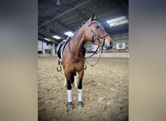 Pony tedesco, Giumenta, 8 Anni, 146 cm, Baio