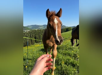 Pony tedesco, Giumenta, 8 Anni, 146 cm