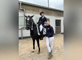 Pony tedesco, Giumenta, 8 Anni, 146 cm, Morello