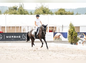 Pony tedesco, Giumenta, 8 Anni, 146 cm, Morello