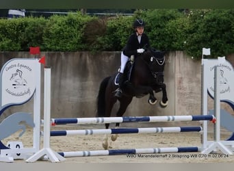 Pony tedesco, Giumenta, 8 Anni, 146 cm, Morello