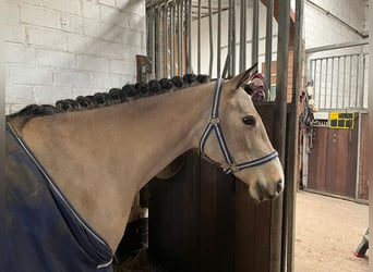 Pony tedesco, Giumenta, 8 Anni, 146 cm, Pelle di daino