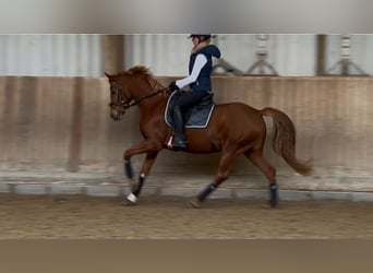 Pony tedesco, Giumenta, 8 Anni, 146 cm, Sauro