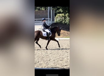 Pony tedesco, Giumenta, 8 Anni, 146 cm, Sauro scuro