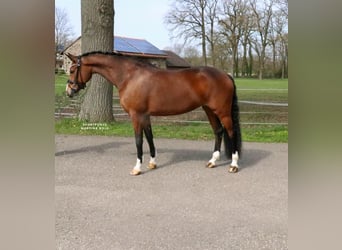 Pony tedesco, Giumenta, 8 Anni, 148 cm, Baio