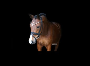 Pony tedesco, Giumenta, 8 Anni, 148 cm, Baio