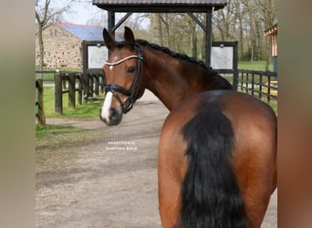 Pony tedesco, Giumenta, 8 Anni, 148 cm, Baio