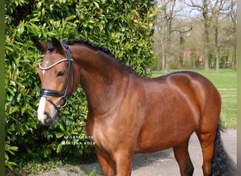 Pony tedesco, Giumenta, 8 Anni, 148 cm, Baio