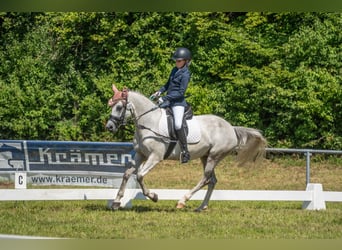 Pony tedesco, Giumenta, 8 Anni, 148 cm, Grigio