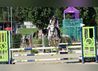 Pony tedesco, Giumenta, 8 Anni, 148 cm, Grigio