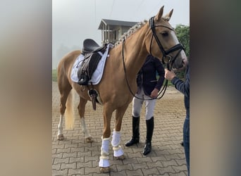 Pony tedesco, Giumenta, 8 Anni, 148 cm, Palomino