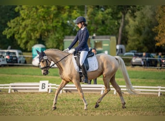 Pony tedesco, Giumenta, 8 Anni, 148 cm, Palomino