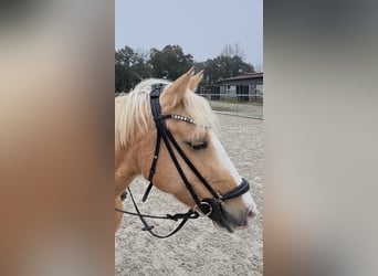 Pony tedesco, Giumenta, 8 Anni, 148 cm, Palomino