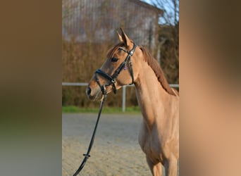 Pony tedesco, Giumenta, 8 Anni, 148 cm, Sauro