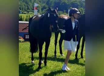 Pony tedesco, Giumenta, 8 Anni, 149 cm, Baio nero