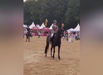 Pony tedesco, Giumenta, 8 Anni, 149 cm, Baio nero