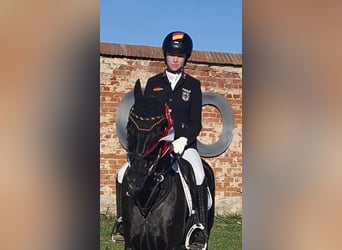 Pony tedesco, Giumenta, 8 Anni, 149 cm, Baio nero