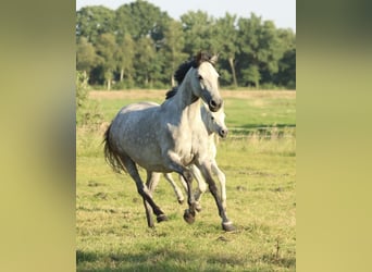 Pony tedesco, Giumenta, 8 Anni, 152 cm, Grigio pezzato