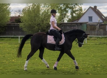 Pony tedesco, Giumenta, 8 Anni, 155 cm, Grigio ferro